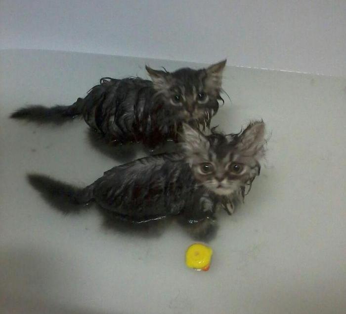 Bathing kittens - My, cat, Milota, Bathroom, Rubber duck, Milota Two Cats, Fluffy, Longpost