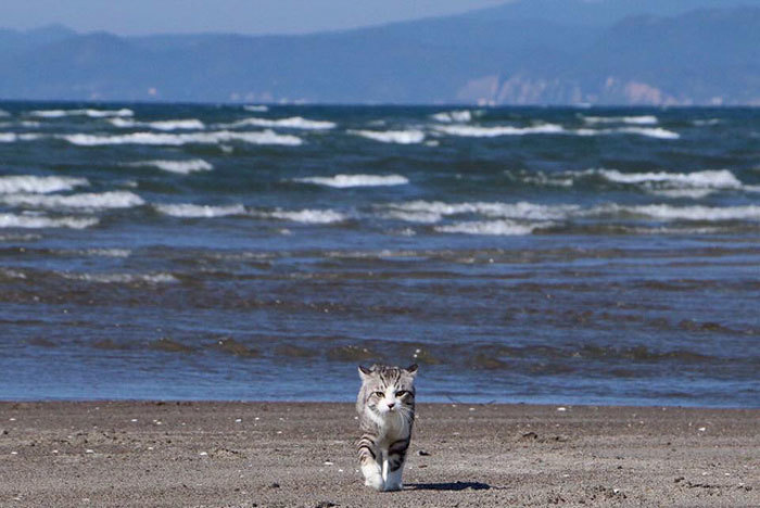 САМЫЙ ФОТОГЕНИЧНЫЙ КОТ В МИРЕ - Кот, Фотография, Море, Япония, Милота, Сакура, Будда, Длиннопост