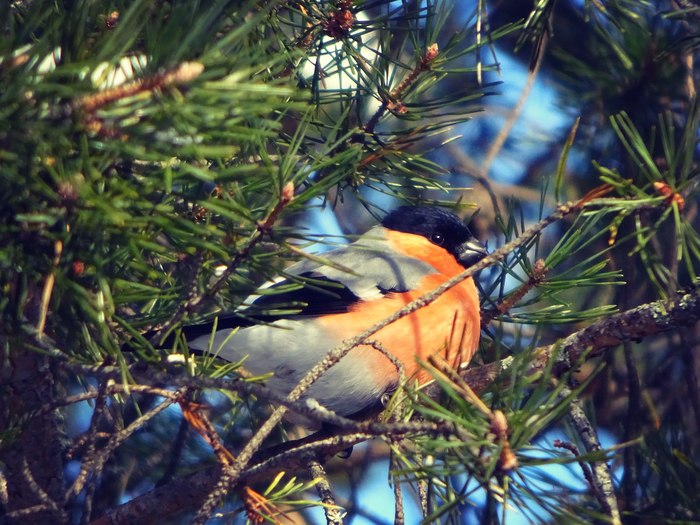 Bullfinch - The photo, Nature, Birds, Forest, Spring, The sun