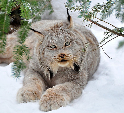 Canadian lynx - Lynx, Animals, Milota, Winter, Paws, cat