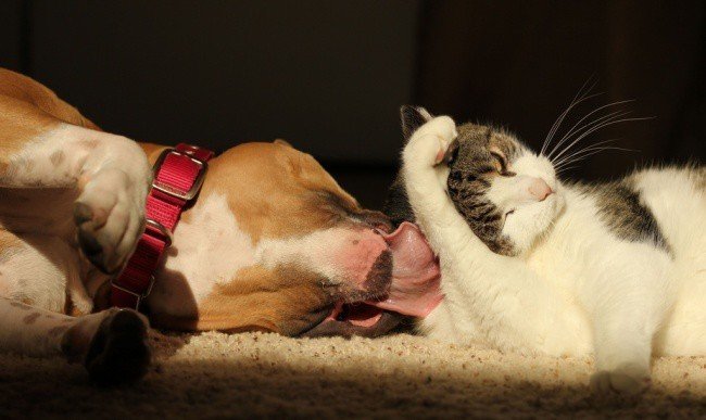 Adorable photos of friendship between dogs and cats - cat, The photo, Longpost