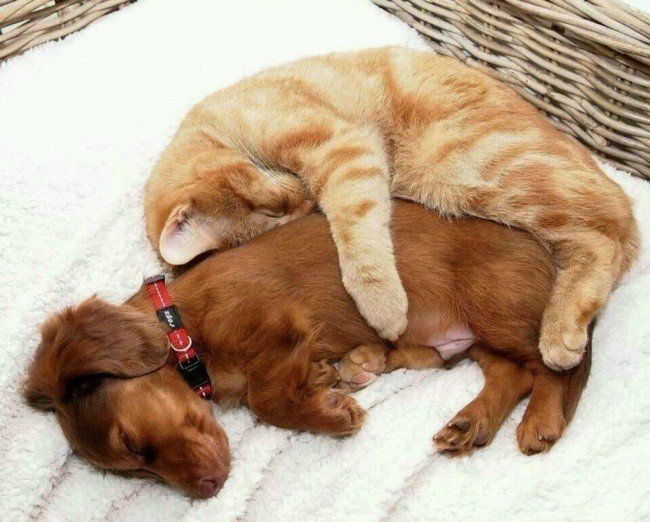 Adorable photos of friendship between dogs and cats - cat, The photo, Longpost