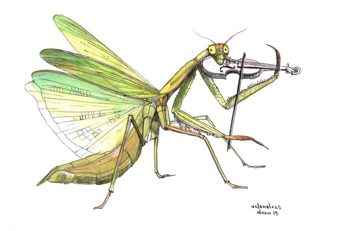 Богомол - Моё, Акварель, Богомол, Скрипка, Рисунок, Арт, Скетч, Иллюстрации, Насекомые