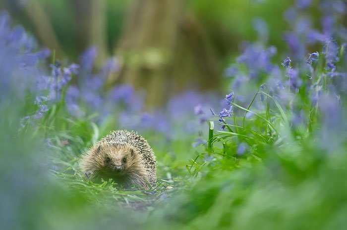 Charming and cute hedgehogs cheer up - Hedgehog, The photo, Longpost