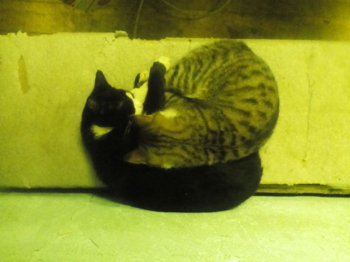 Yin and yang - Catomafia, My, cat, Yin Yang