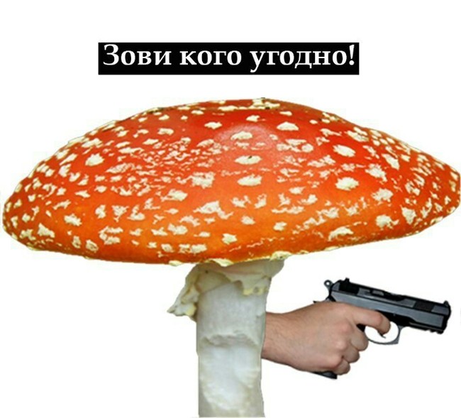 Theater of the absurd - Муха, Mushrooms, Absurd, , Humor, From the network, Longpost, Alexander Griboyedov