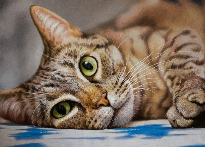 Colour pencils - Pencil, Pencil drawing, Drawing, Art, My, Animals, cat, Longpost, Colour pencils