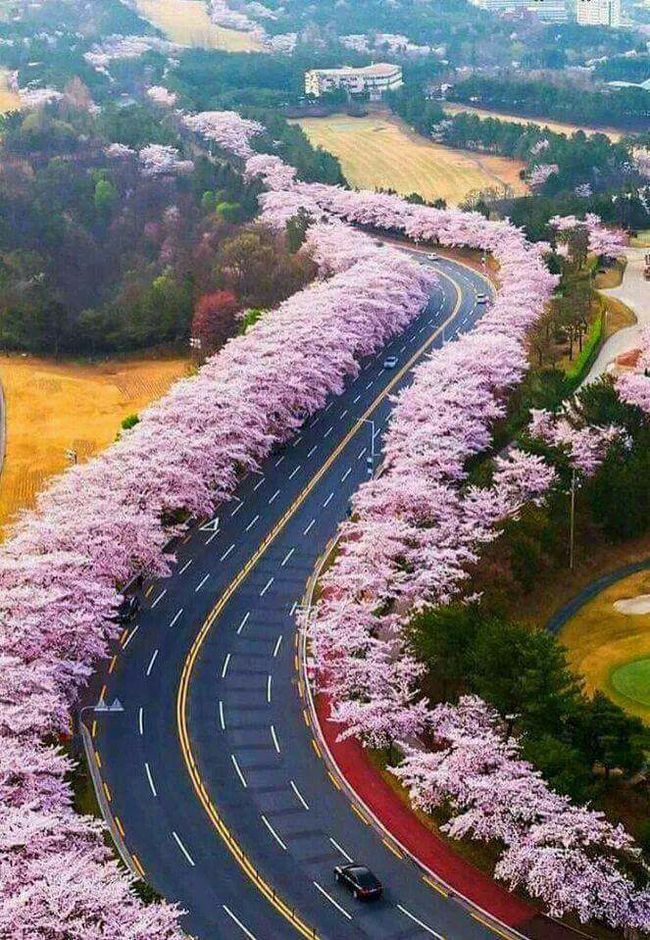 Spring - Sakura, Color, Spring, The photo, Track
