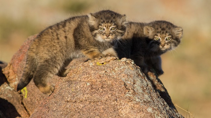 Manula kittens are not very happy with you :) - The photo, Animals, Pallas' cat, Young, 