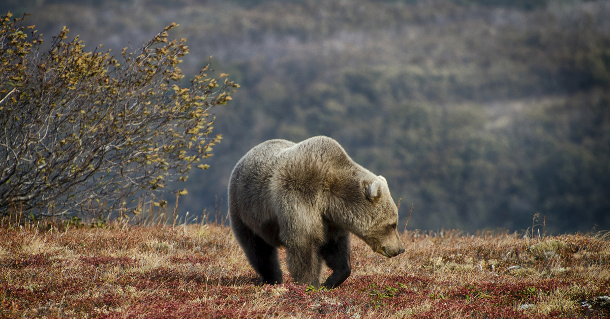 Какие медведи в тундре. Камчатский бурый медведь. Бурый Камчатский медведь тундра. Бурый медведь Кольский полуостров. Северная Америка медведь Гризли.