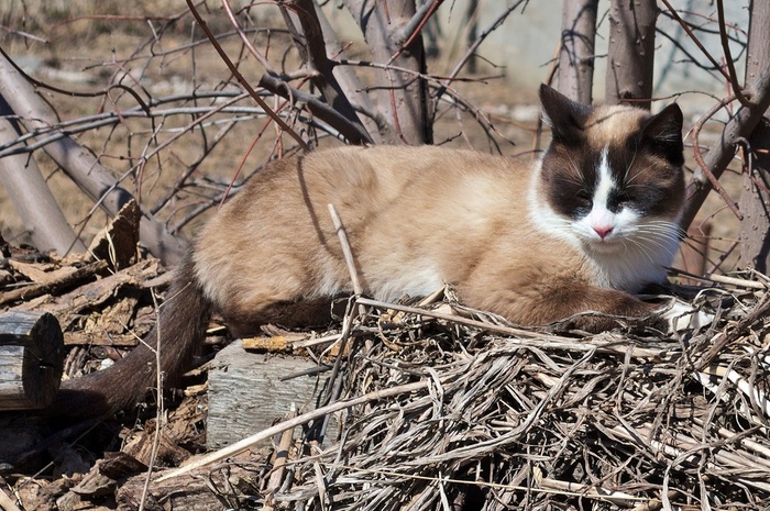 Котомаскировка