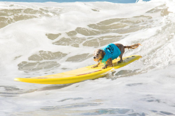 Surfer dog competition in California - , Surfing, Dog, Video, Longpost