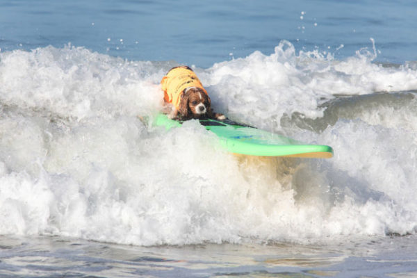 Surfer dog competition in California - , Surfing, Dog, Video, Longpost