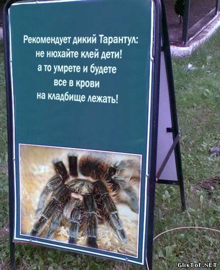 Wild Tarantula against drugs - Bird spiders, Tarantula, Drugs, 