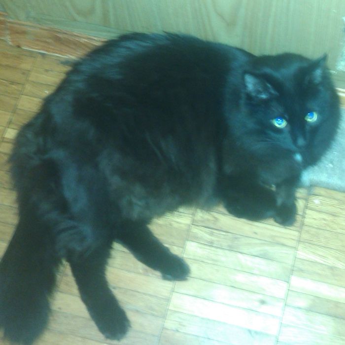 Lost cat. - , cat, Catomafia, Search for animals, Lost cat, Moscow, No rating