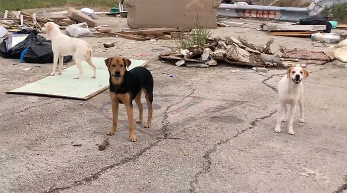 Texas woman who left four of her dogs in a wasteland faces a year in prison and a large fine - Homeless animals, USA, Dog, San Antonio, Video, Longpost