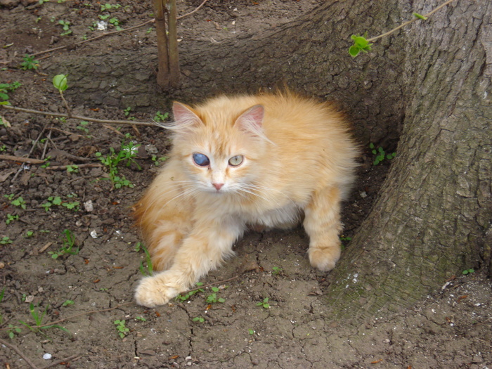 Не домашние - Моё, Портрет, Городские коты, Фотография, Длиннопост, Кот