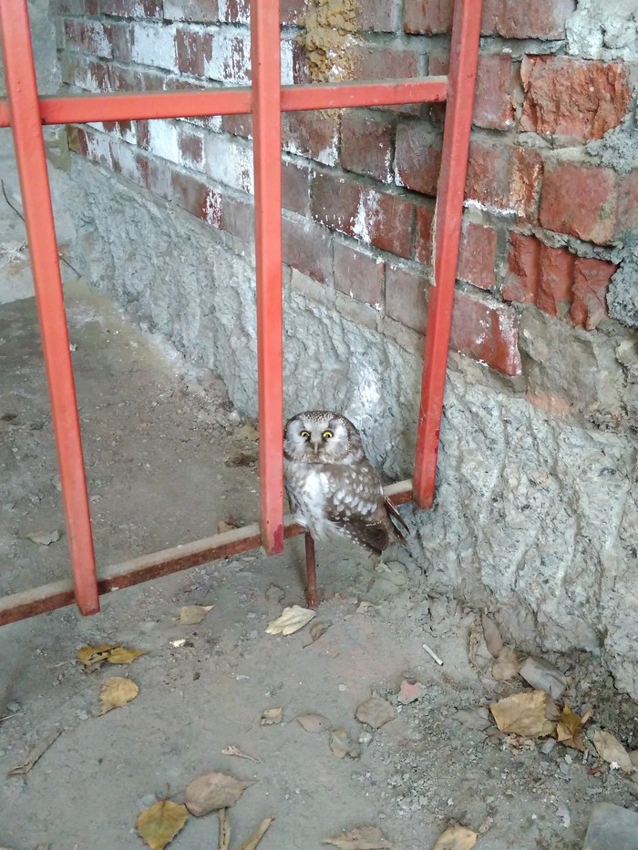 Owlet in Chelyabinsk. Need help - My, Owl, Chelyabinsk, Help, Birds, Helping animals