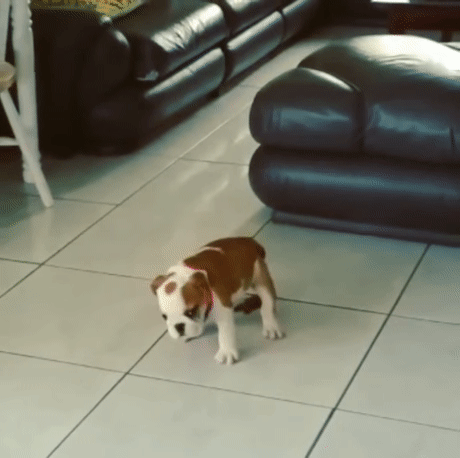 GIFs - , Humor, GIF, No rating, Dog, In good hands