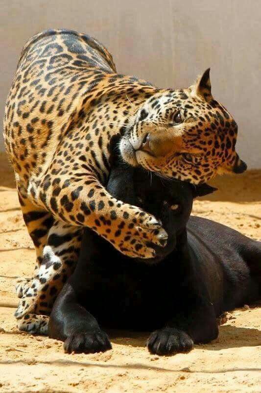 Don't tell them anything! - The photo, Jaguar, Panther, Black Panther, Cat family, Big cats, Animals