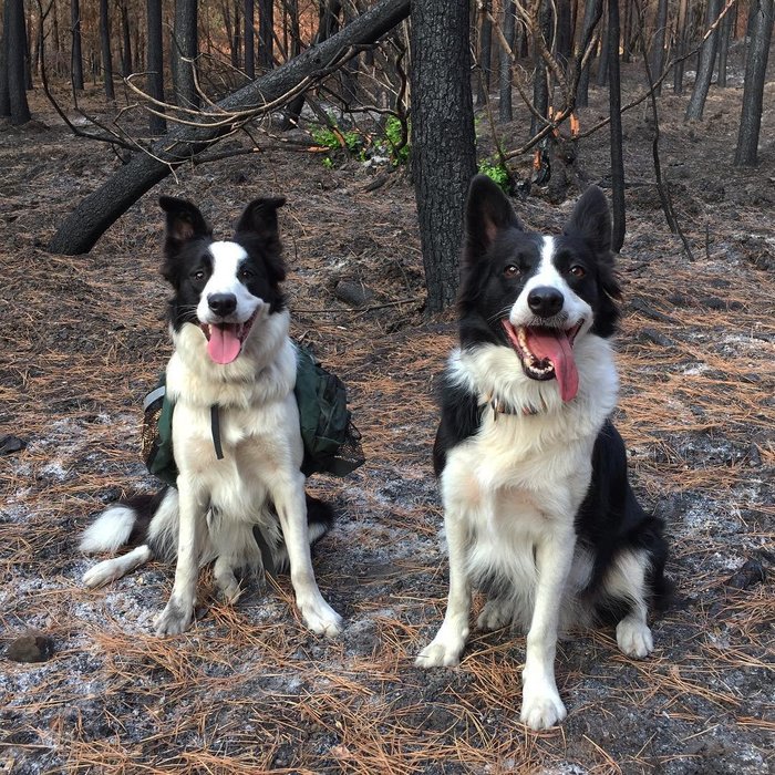 Три собаки со специальными рюкзаками помогают восстанавливать растительность в сгоревших лесах Чили (4 фото) Чили, Собака, бордер-колли, Лес, пожар, длиннопост