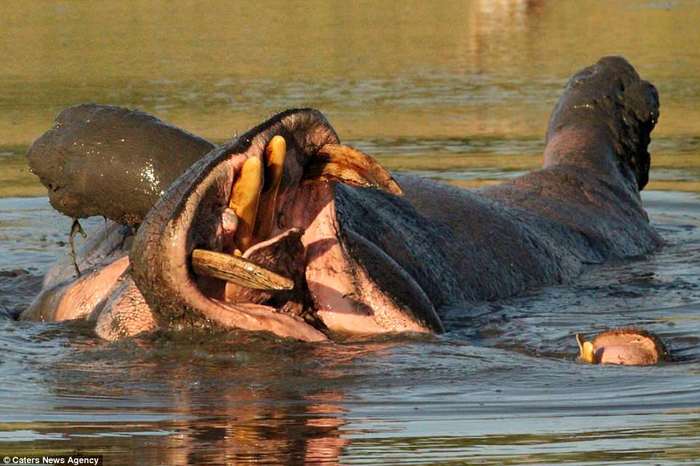Behemoth splashes belly up - , hippopotamus, Animals, The photo