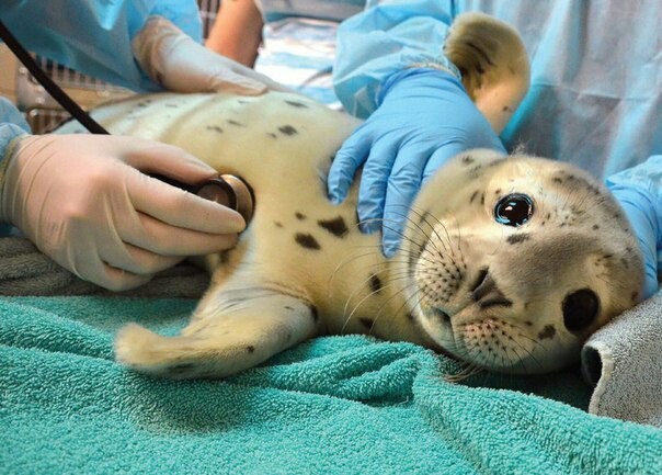 those eyes ^_^ - Animals, Milota, Doctors, The photo, Seal