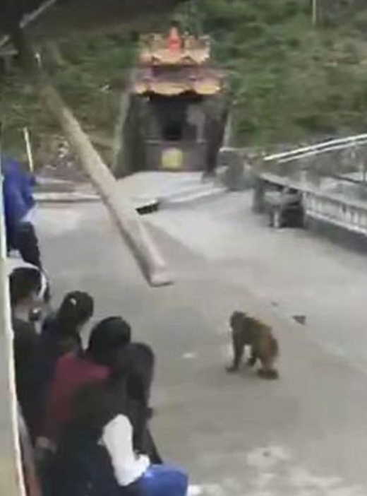 Tourist pushes monkey into water and gets tough response - Monkey, China, Zoo, Bravery and stupidity, Longpost