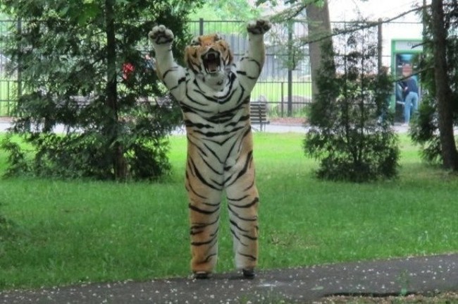 When it broke free - Tiger, Teachings, Zoo