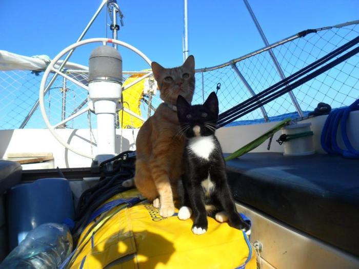 Кошки на борту яхты в дальнем плавании. Часть 3 navigatorpirate, морские рассказы, яхта, путешествие на яхте, путешествия, кот, длиннопост