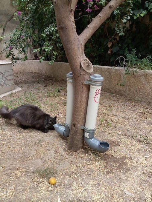 Street feeders and drinkers for cats in Damascus - cat, People and cats, Trough, Drinking bottle, Longpost