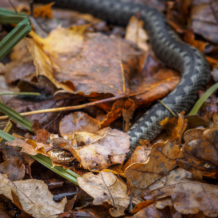 Deadly beauty - , My, Milota, Poisonous animals, Snake