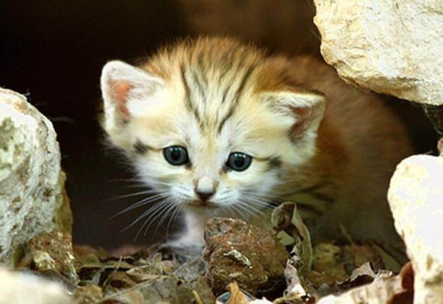 sand cat kitten - cat, The photo, Wild animals, Longpost