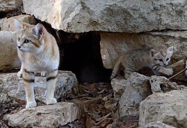 sand cat kitten - cat, The photo, Wild animals, Longpost