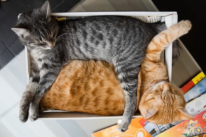 Cats - cat, , Yin Yang, Box, Redheads, Grey