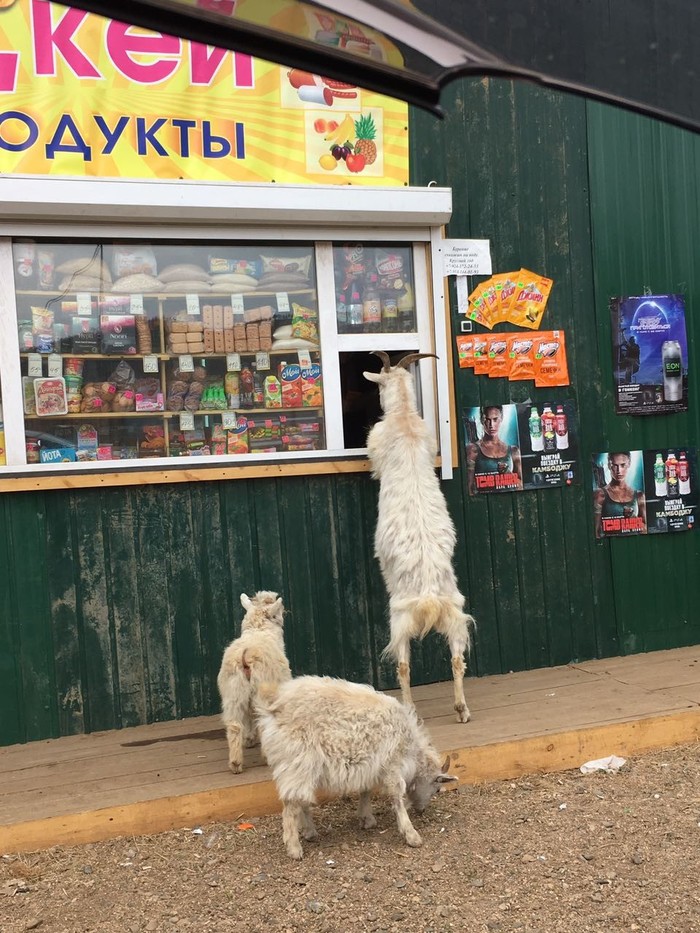 Typical Buyer - Chita, Trade, Kiosk, Goat