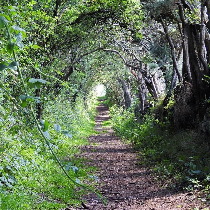 mystical path - Northern Ireland, Tunnel, Reddit, The photo