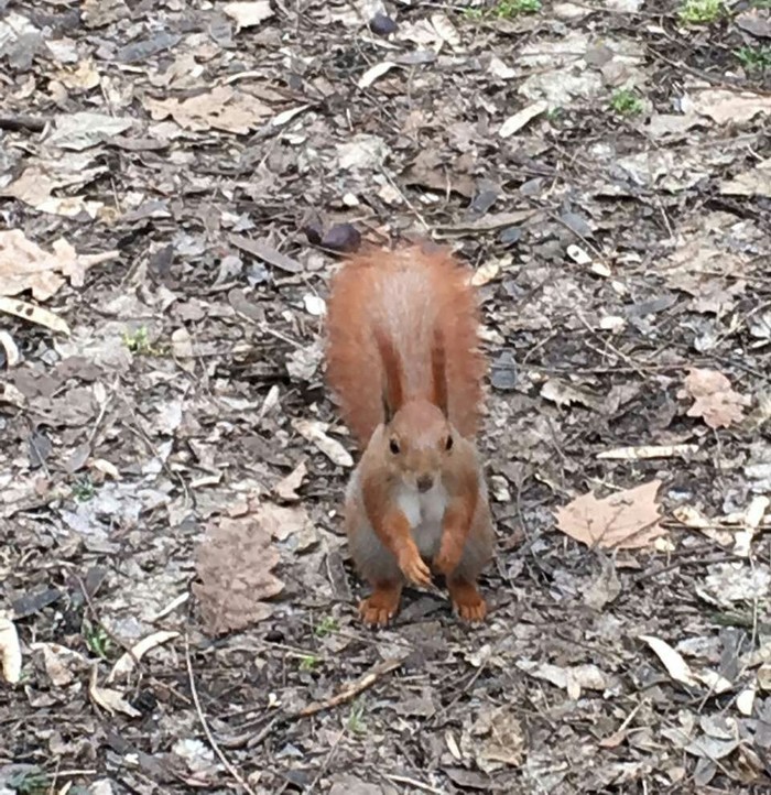 Are you ready for the first one? - Holidays, Squirrel, Humor