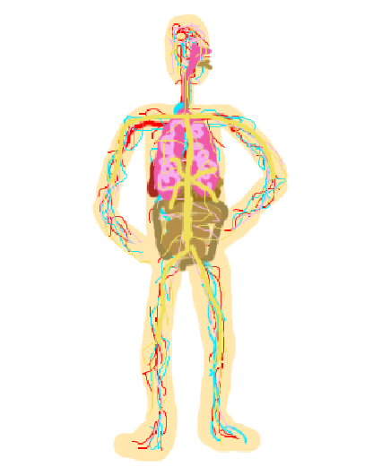 Учебник анатомии для тренера
