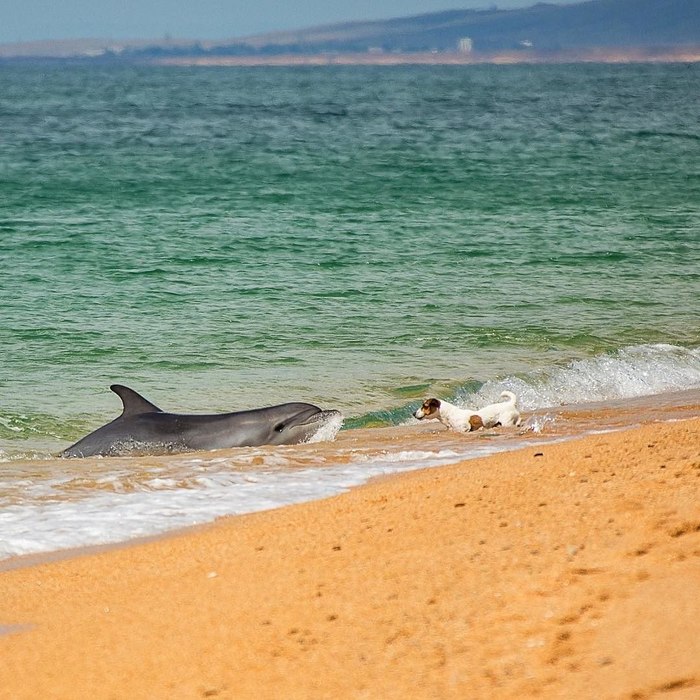 Crimean dates - Crimea, Dolphin, Animals, Positive, Dog, Sea, Kerch