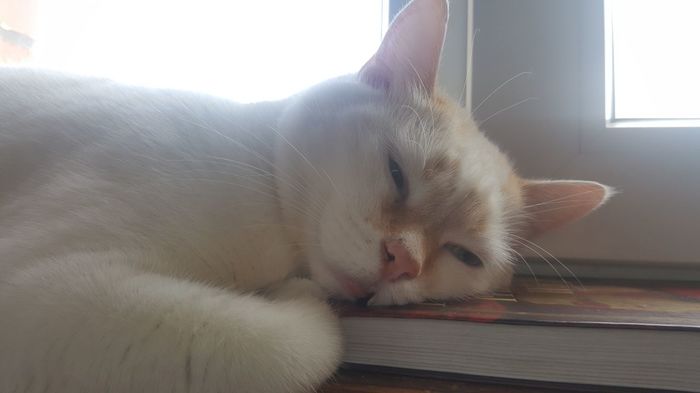 When I was reading and, suddenly, tired. - My, cat, cat house, Animals