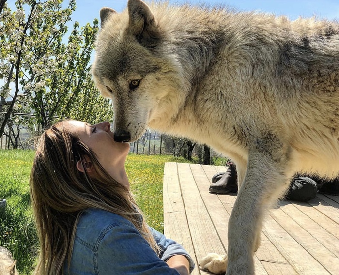 A hybrid of a dog and a wolf - wolfdog - Wolf, Dog, Longpost, Mestizo