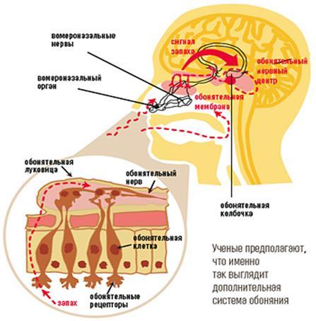 Часть органа обоняния обозначенная на рисунке цифрой 3