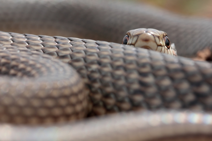 Застенчивый полоз