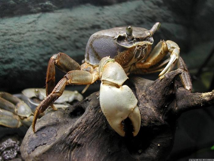   . 1 -    . Cardisoma, Cardiosoma armatum, Land Crab, Rainbow Crab,  , , 