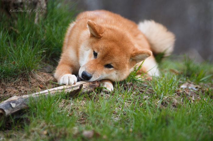 When sticks are sacred - My, Dog, Puppies, Shiba Inu, The photo, Nature