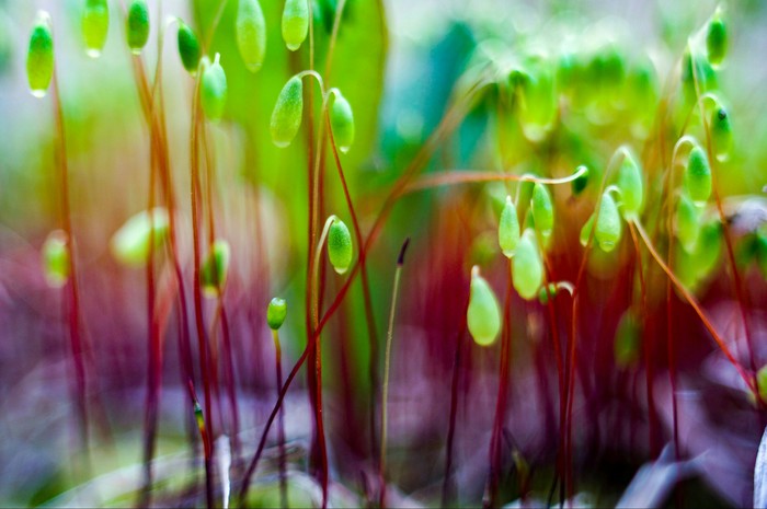 Spring has come - My, Macro photography, Closeup, Sony, Spring, beauty, Longpost