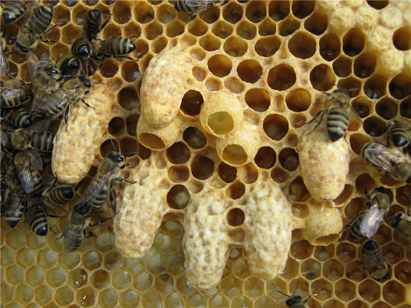 Что нужно, чтобы стать пчеловодом