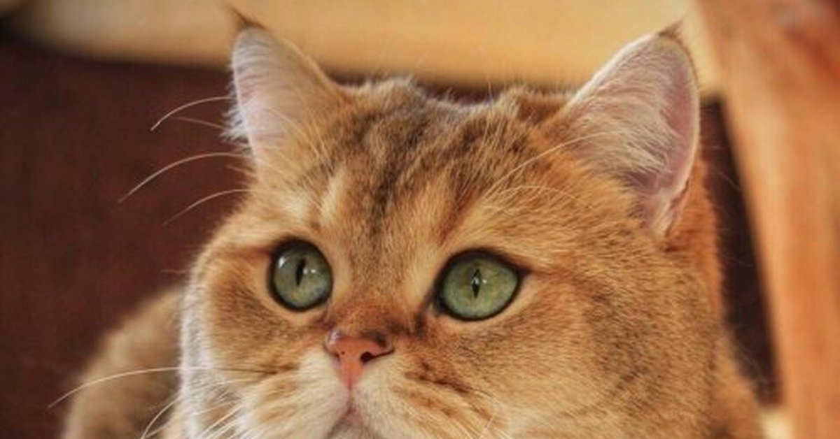 Дай правильно. Котофф