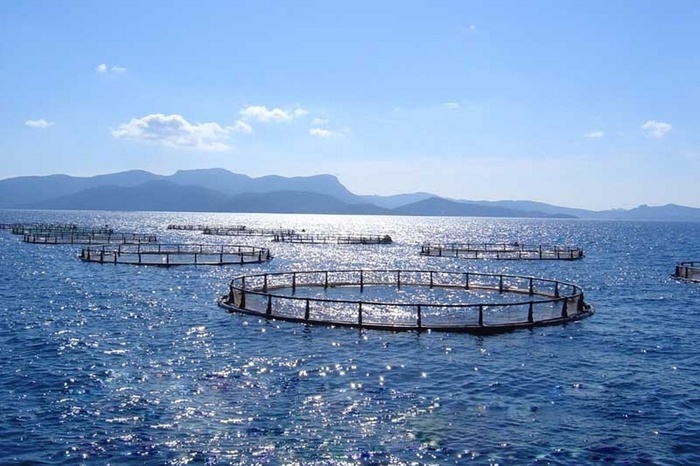 In Crimea, for the 1st quarter of 2018, the production of commercial aquaculture increased by 3.5 times - Crimea, 